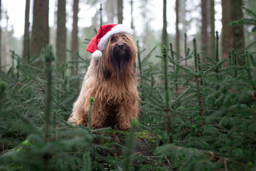 dog with santa claus hat between fir trees