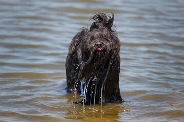 wet furry tibetan terrier dog in lake