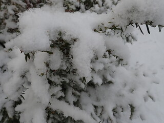 detail of a tree branch in winter with snow