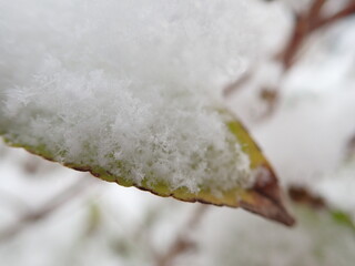 detail of a tree branch in winter with snow
