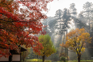 茨城県水戸市　紅葉真っ盛りのもみじ谷