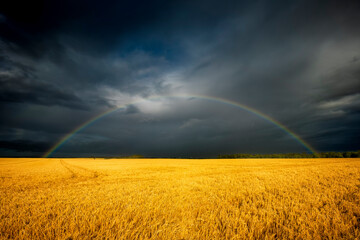UK, Scotland, Rainbow arching against dark storm clouds over vast barley (Hordeum vulgare) field