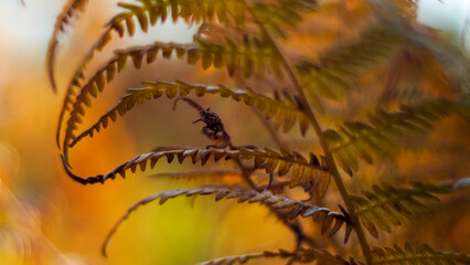 Macro de feuilles de fougère sauvages, sur un arrière-plan orangé