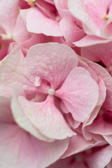 Macro photograph of a pink hydrangea. Pink flowers for the background. Macro background.