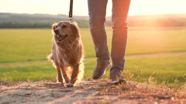Ginger cocker spaniel dog sniffs ground walking with owner at sunset time