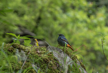 A bird standing on a rock