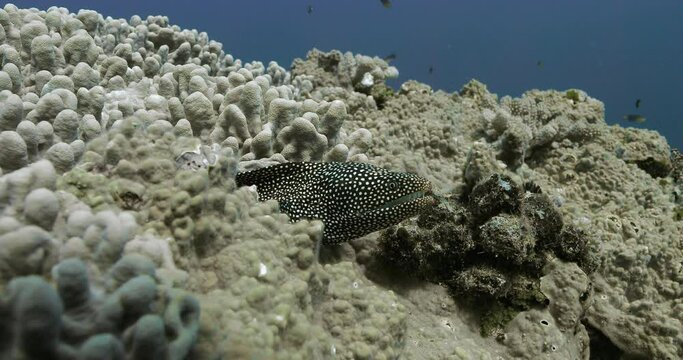 Underwater scenery of black spotted moray in the Indian ocean.