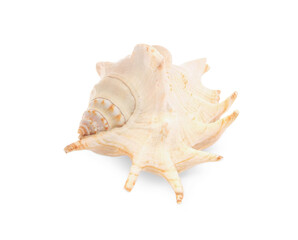 Beautiful seashell isolated on white. Beach object