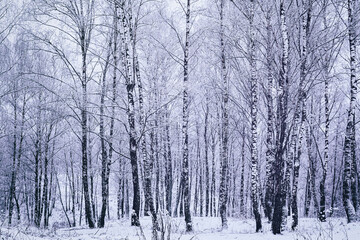 Birch grove after a snowfall on a winter day. Birch branches covered with snow. Vintage film aesthetic.