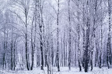 Tuinposter Birch grove after a snowfall on a winter day. Birch branches covered with snow. Vintage film aesthetic. © Eugene_Photo
