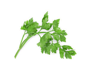 Sprig of fresh green parsley leaves isolated on white, top view