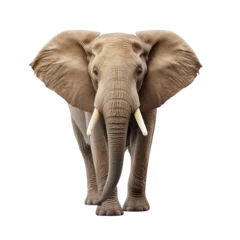 Foto op Canvas Elephant clip art © Alexander