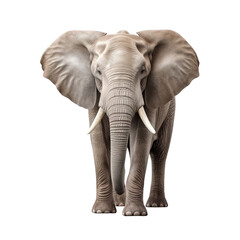 Fototapeta premium Elephant clip art