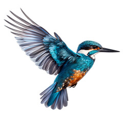 Flying kingfisher with wings spread isolated.