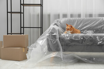 Cute ginger cat resting on sofa covered with plastic film at home - obrazy, fototapety, plakaty