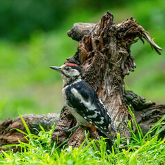 A woodpecker searches for insects on a tree trunk. Red feathers, green natural background in the forest. one animal.