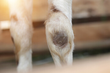 closeup of goat's front legs losing hair due to wood rubbing, deformed goat legs