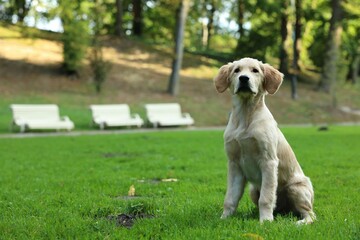 Cute Labrador Retriever puppy sitting on green grass in park, space for text