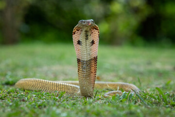The Equatorial spitting cobra (Naja sumatrana) also called Malayan spitting cobra,or Sumatran...
