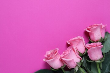 Fototapeta premium Beautiful roses on pink background, top view. Space for text