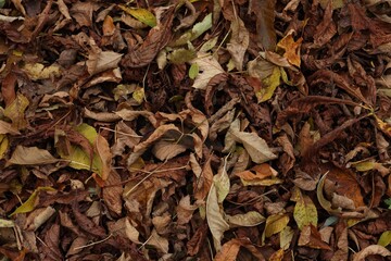 Dry fallen leaves as background, top view