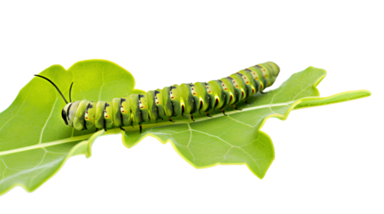 A green and yellow caterpillar peacefully crawling on a lush green leaf isolated on a transparent background, Generative AI