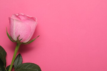 Beautiful rose on bright pink background, top view. Space for text