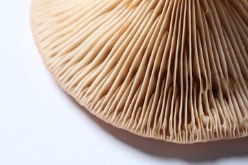 Raw forest mushroom on white background, macro view