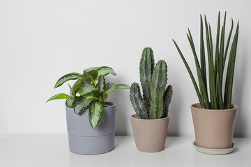 Beautiful green houseplants in pots on white table near wall