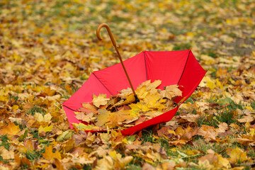 Open umbrella with fallen autumn leaves on grass in park