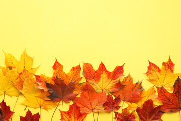 Naklejka na ściany i meble Autumn season. Colorful maple leaves on yellow background, flat lay with space for text