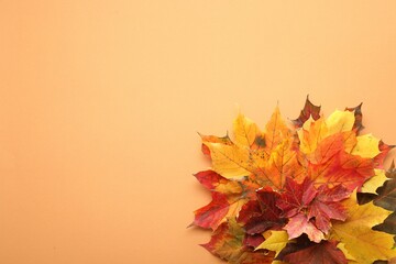 Naklejka na ściany i meble Autumn season. Colorful maple leaves on pale orange background, top view with space for text