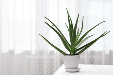 Green aloe vera plant in pot on table indoors, space for text