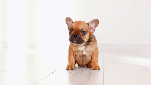 a very cute sad French bulldog puppy is sitting on the floor of the house , running away