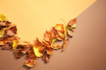 Dry autumn leaves on color background, top view