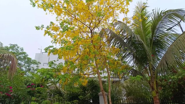 Cassia fistula | golden shower | purging cassia | Indian laburnum | Kani Konna | pudding-pipe tree