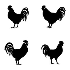 rooster isolated on white