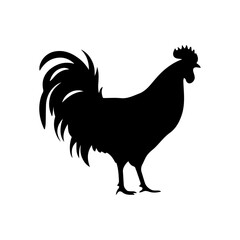 rooster isolated on white