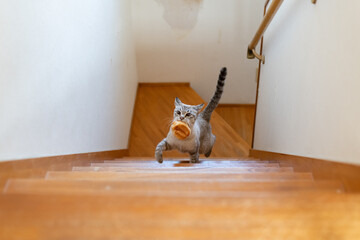パンをくわえて階段を上る猫　シャムトラ猫
