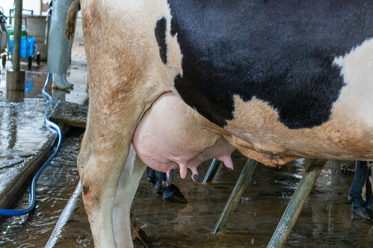 Cow is milking in a milking station on a farm.