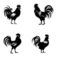 rooster isolated on white