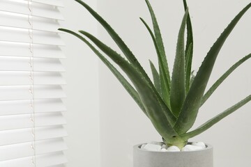 Beautiful potted aloe vera plant indoors, space for text