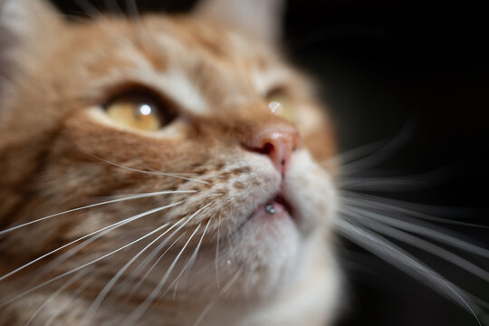 Macro portrait of a ginger cat. A cat with yellow eyes and orange fur. Photo of a pet.