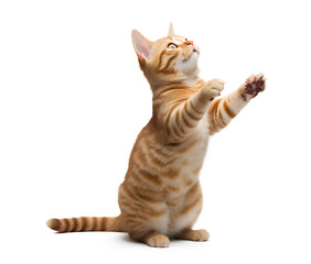 Orange and white tabby cat isolated on a white background, Generative AI