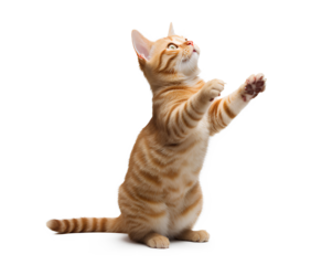Orange and white tabby cat isolated on a white background, Generative AI