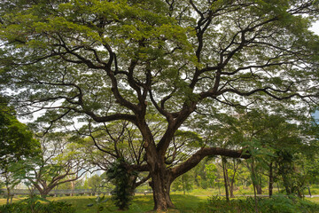 Big tree with curved branches and green lush foliage in public park in Bangkok