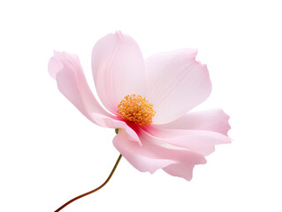 The elegance of a single pink flower isolated on a transparent background, Generative AI