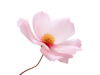 The elegance of a single pink flower isolated on a transparent background, Generative AI