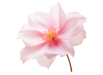Fototapeta na wymiar The elegance of a single pink flower isolated on a transparent background, Generative AI