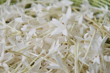 Close up shot of white flower, Cork tree flower